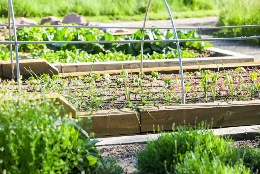 What Is a Community Garden – Benefits & How to Start Your Own
