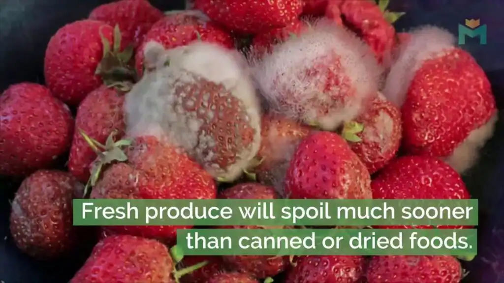 A pile of strawberries, some covered in white mold, illustrating spoilage. Text overlay reads: Fresh produce will spoil much sooner than canned or dried foods.