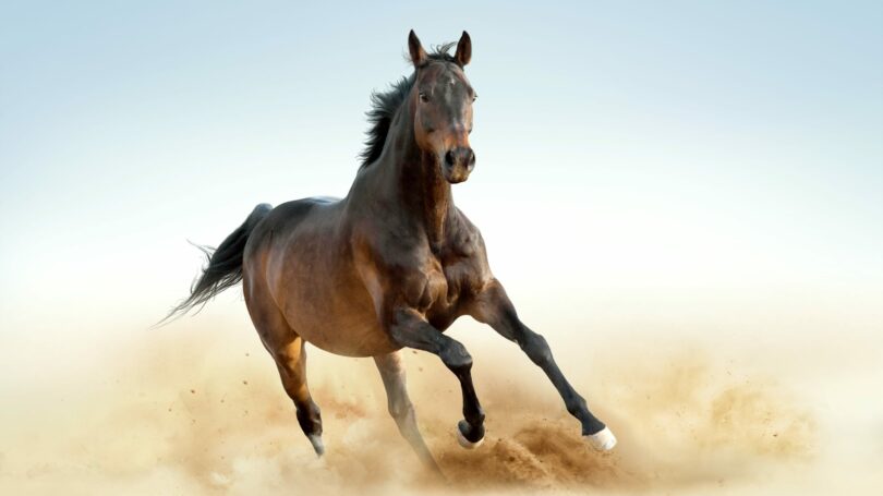 Thoroughbred Horses Running Dust Brown