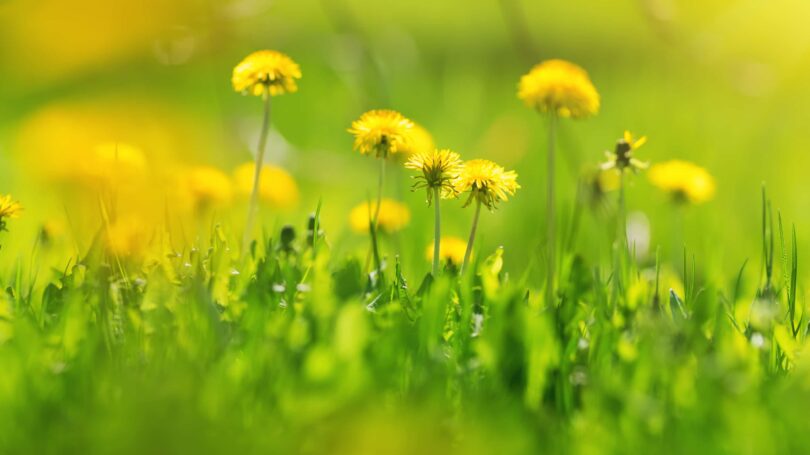 Yellow Dandelions In Field Grass