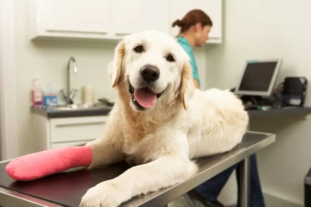 What Is Pet Health Insurance – Cost, Policies & Coverage