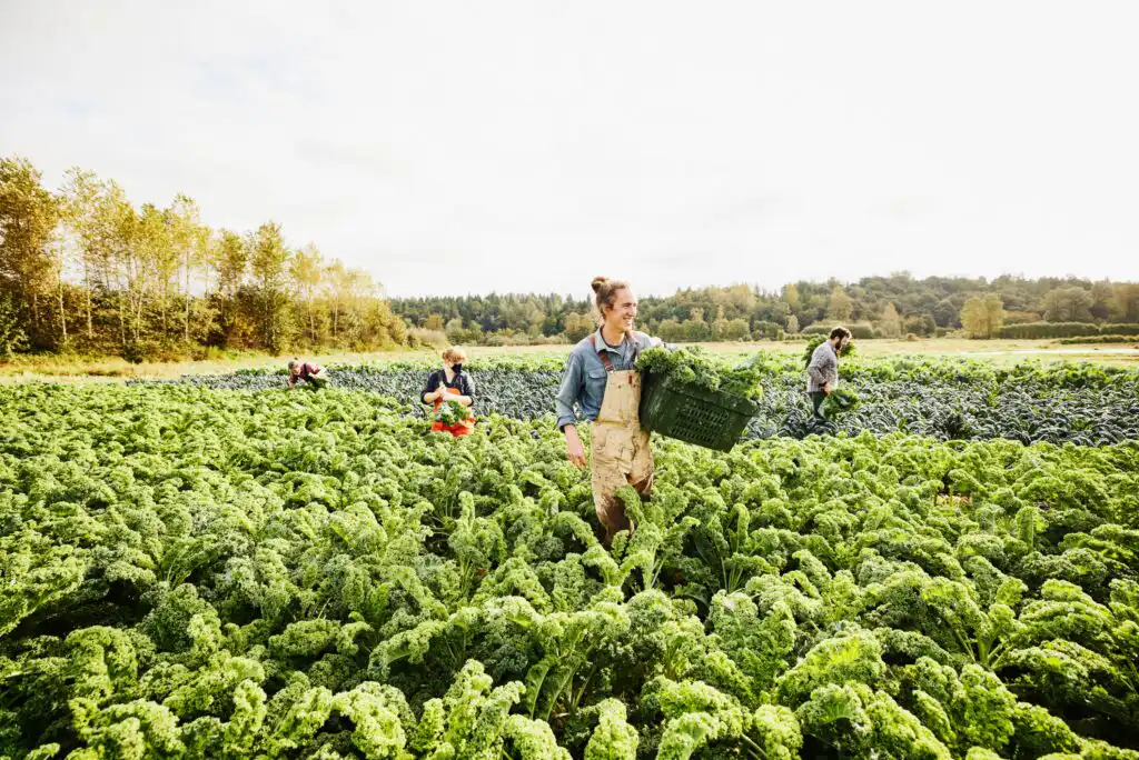 People harvesting kale in a large, lush green field on a bright day. One person in the foreground holds a crate filled with kale, while others work among the rows of plants. Trees line the background.