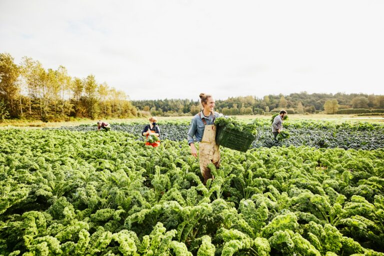 Farmers Harvesting Kale