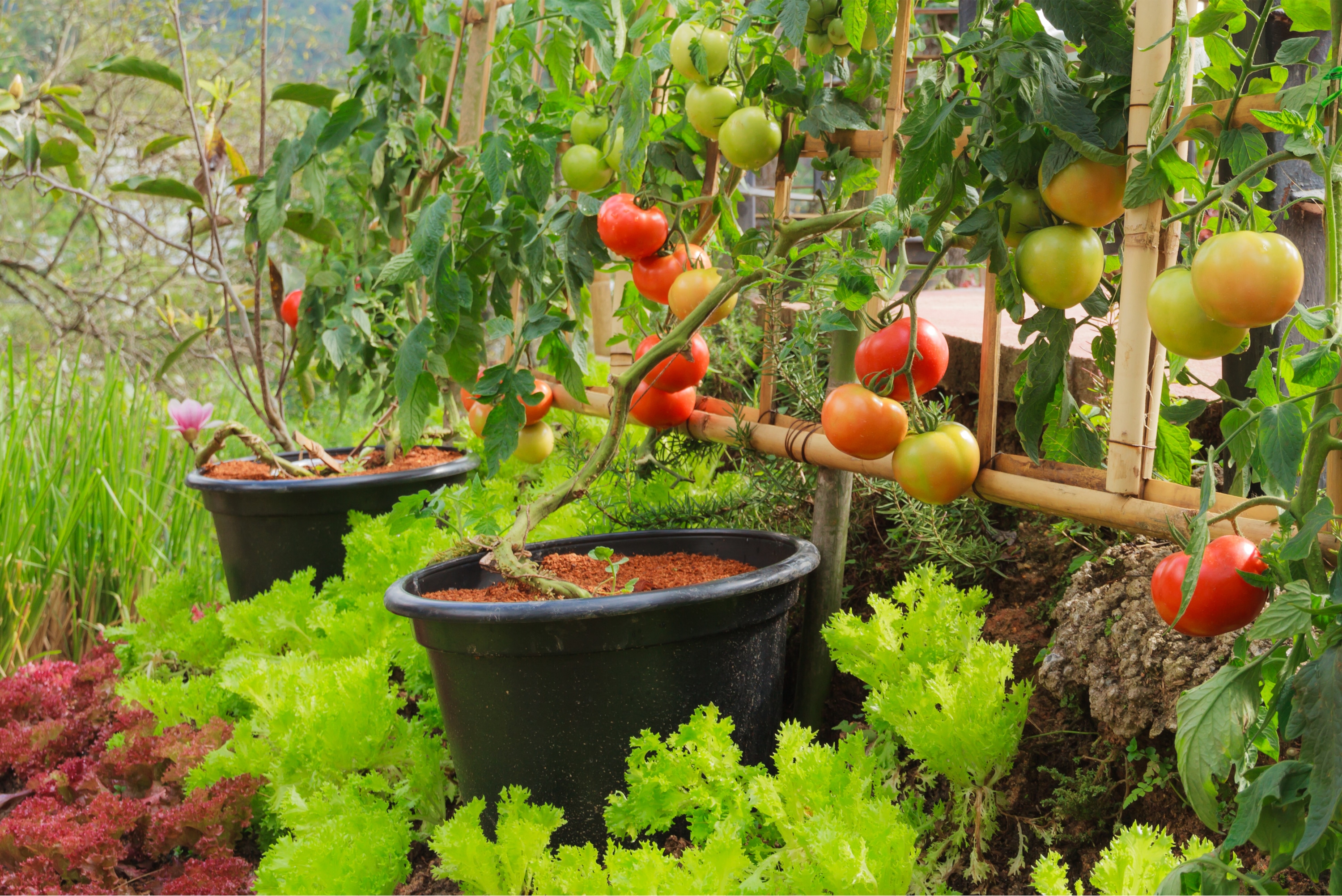 How To Grow Your Own Food With Container Vegetable Gardening