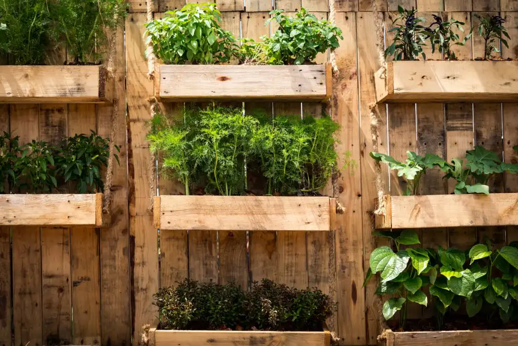 Vertical wooden garden with multiple shelves, each holding a variety of green plants and herbs, mounted on a rustic wooden fence in bright natural light.