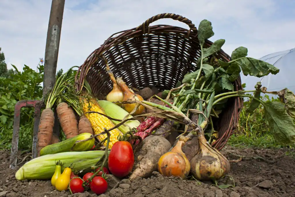 A wicker basket tipped over on soil, spilling out fresh vegetables including carrots, onions, corn, tomatoes, and beets, set in a garden with green plants in the background.