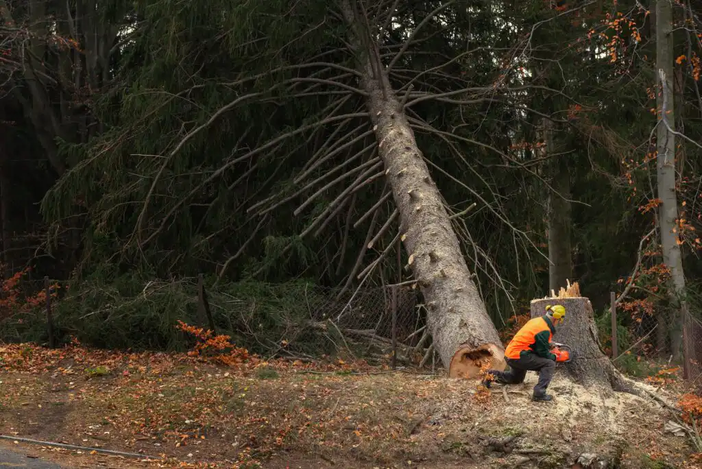 A worker in safety gear kneels next to a freshly cut tree stump as a large tree falls to the ground in a forested area, with tools and autumn leaves scattered around.