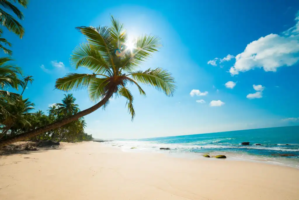 A sunny tropical beach with clear blue sky, turquoise ocean waves, and a leaning palm tree casting a shadow on the golden sand. A few white clouds float in the sky, evoking a serene, relaxing atmosphere.
