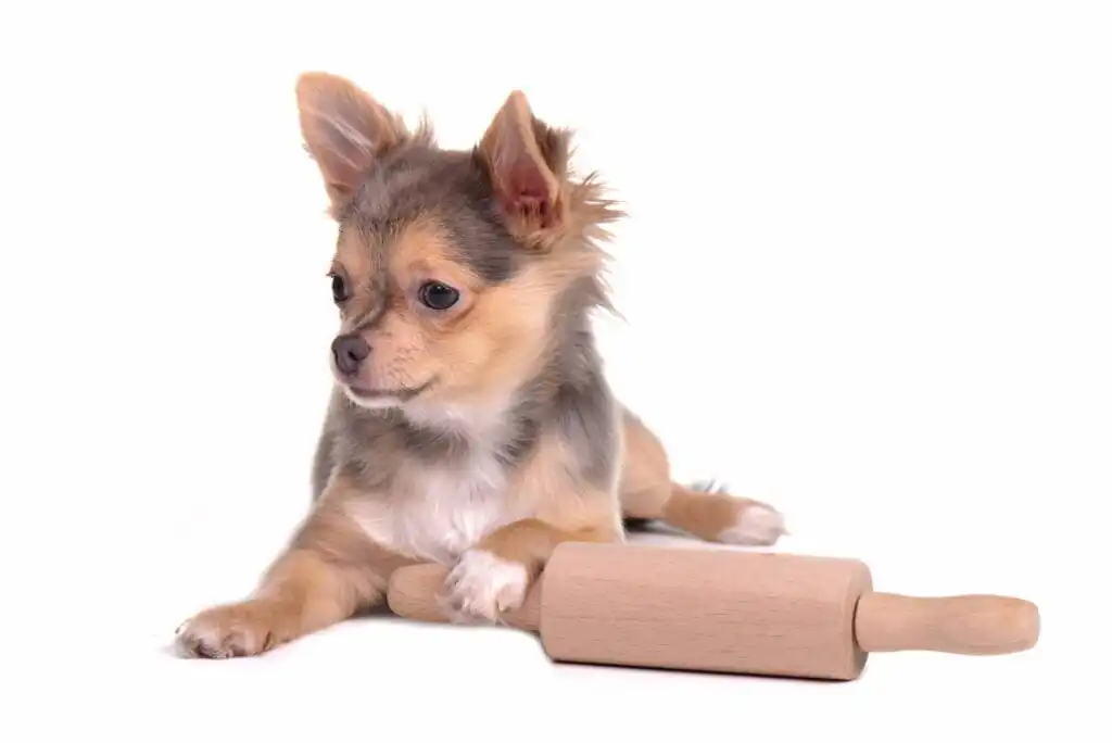 A small, brown and tan Chihuahua puppy lies on a white background, resting its front paw on a wooden rolling pin and looking to the side.