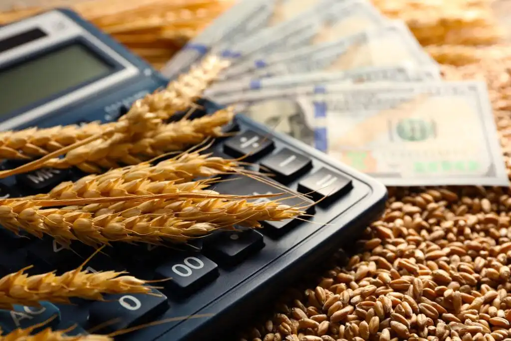 A calculator, several wheat stalks, wheat grains, and spread out U.S. hundred dollar bills are arranged together, symbolizing the connection between agriculture, economics, and finance.