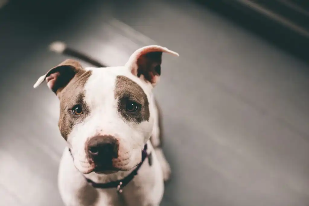 A brown and white dog with a gentle expression sits on a gray floor, looking up toward the camera with its ears perked up.