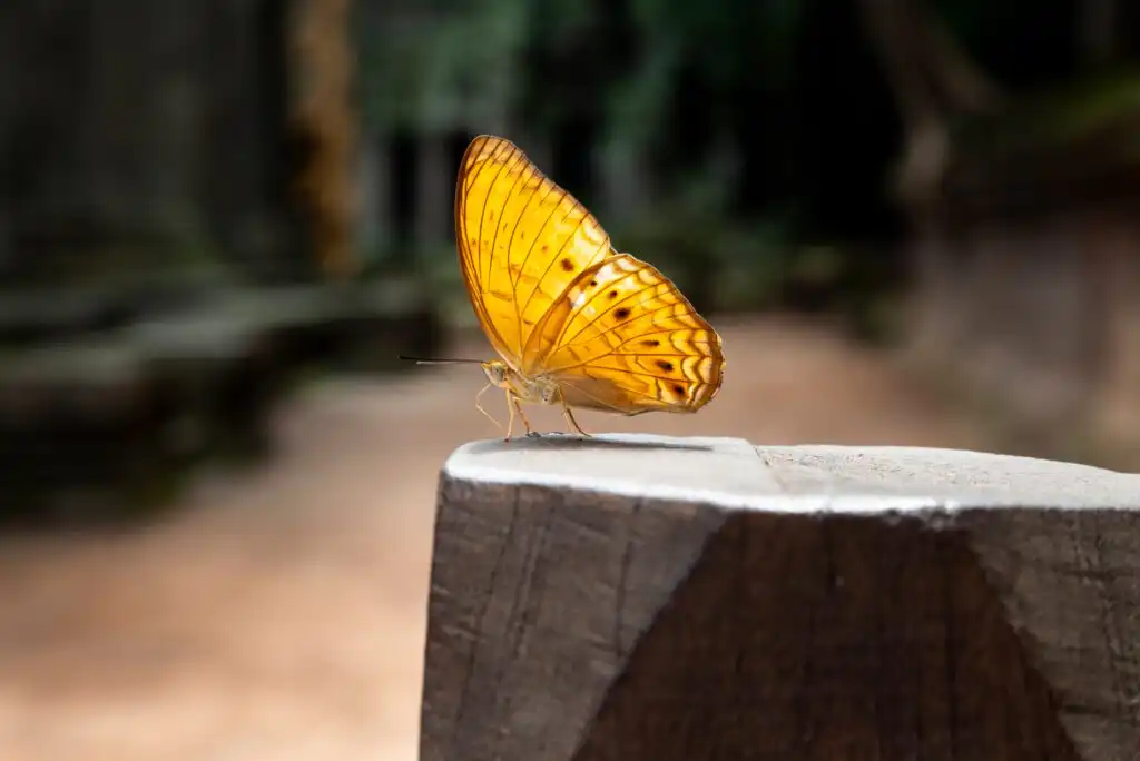 A vibrant yellow-orange butterfly with black spots rests on the edge of a weathered wooden post, with a blurred natural background.