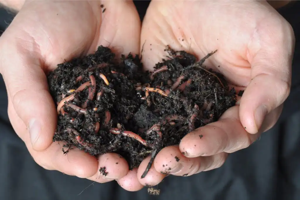 Vermicomposting (Worm Composting) – Benefits & How to Get Started