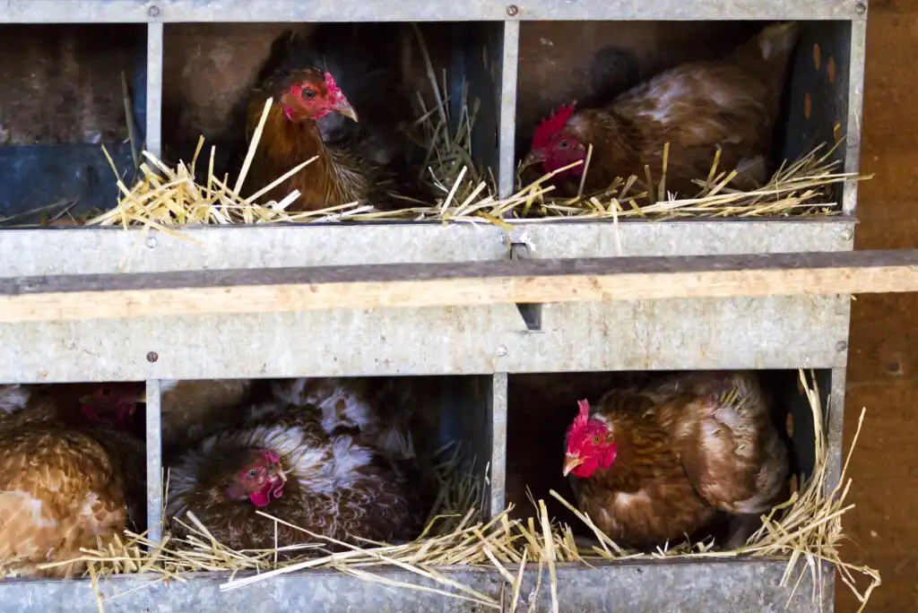 How to Raise Chickens for Meat & Eggs at Home in the City
